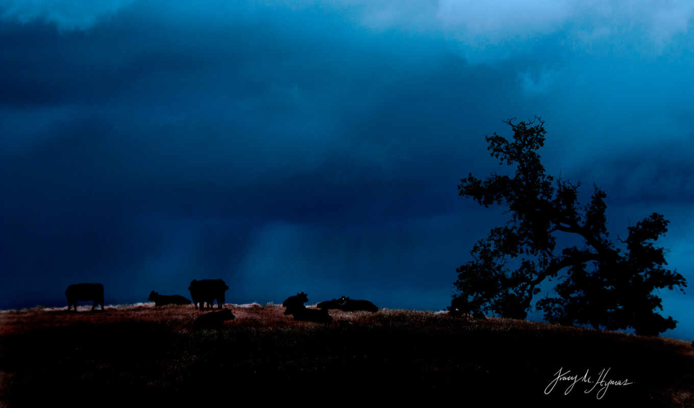 the storm, night, field, cloud, cows, tracy