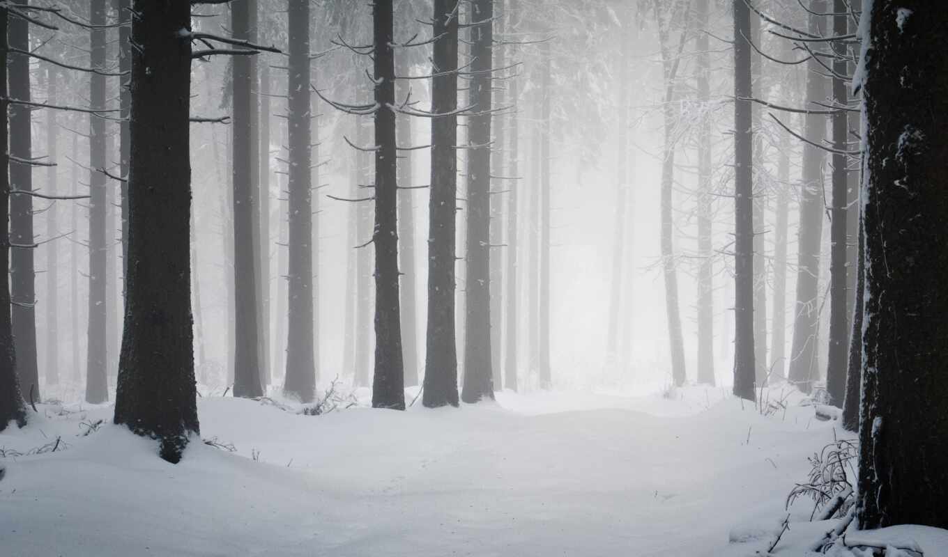 дерево, снег, winter, лес