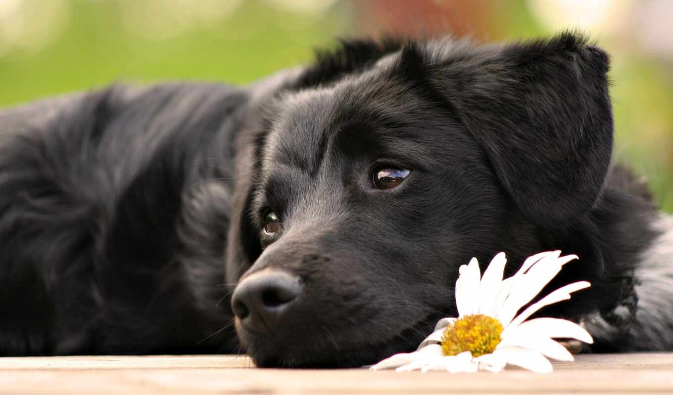 black, цветы, white, собака, щенок, labrador, animal, daisy, retriever