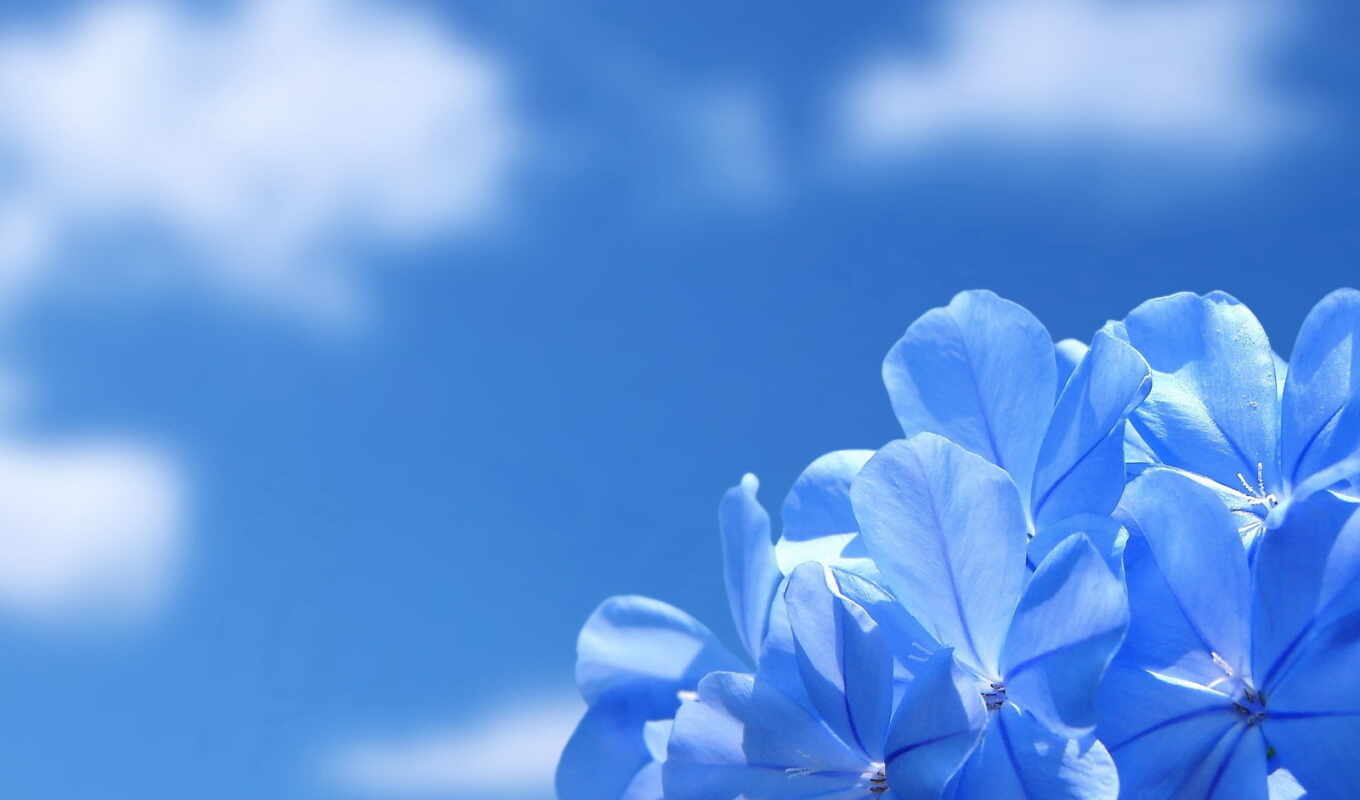 nature, sky, flowers, blue, cloud