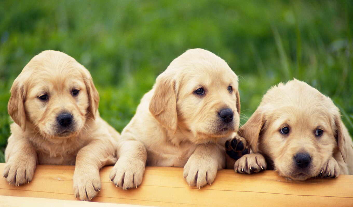 dog, golden, puppy, Labrador, animal, retriever