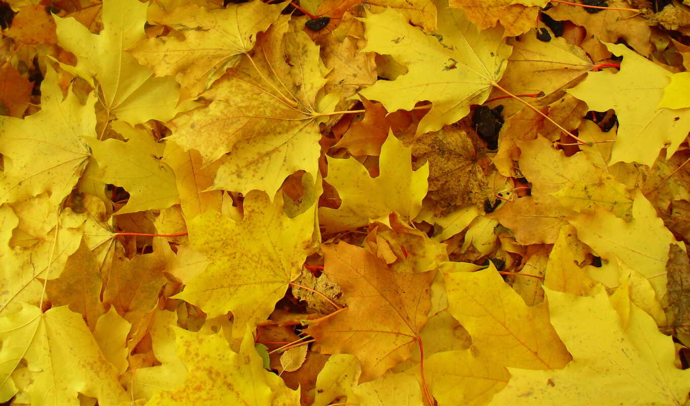 macro, beautiful, autumn, foliage, land, yellow, maple trees, vomit