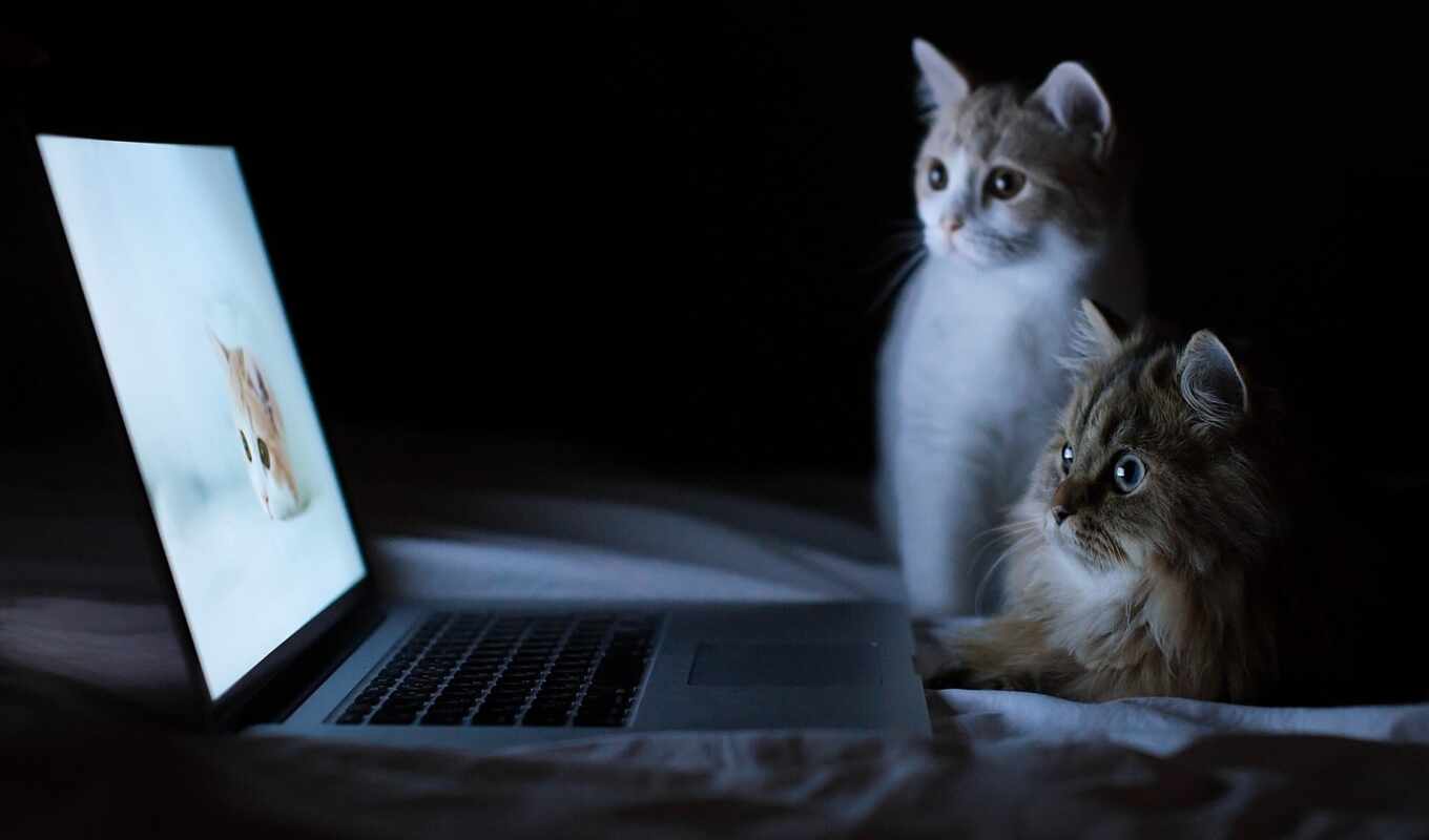 снег, smartphone, леопард, котенок, кошки, коты, кот, любопытные, ноутбука, котики, сайте, 