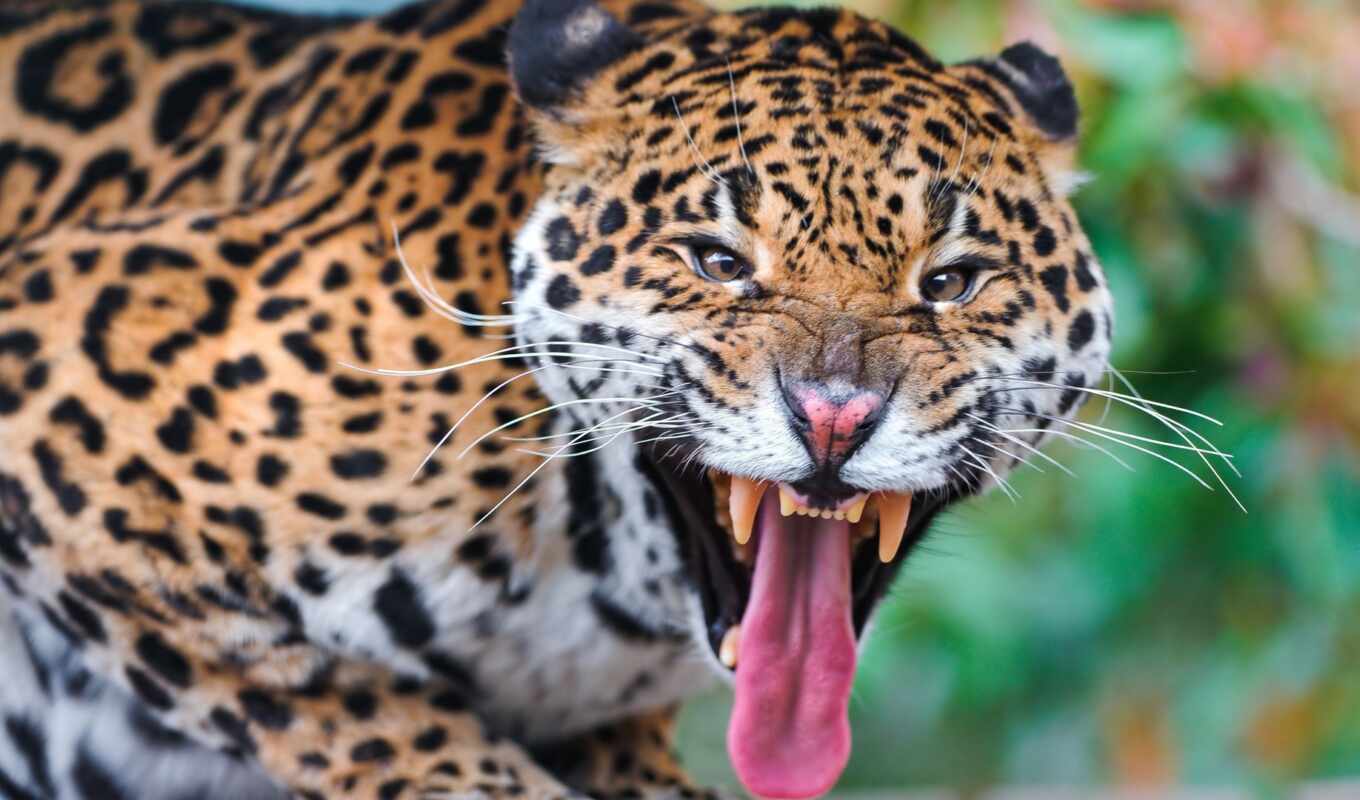 tail, jaguar, сне, чему, сонник