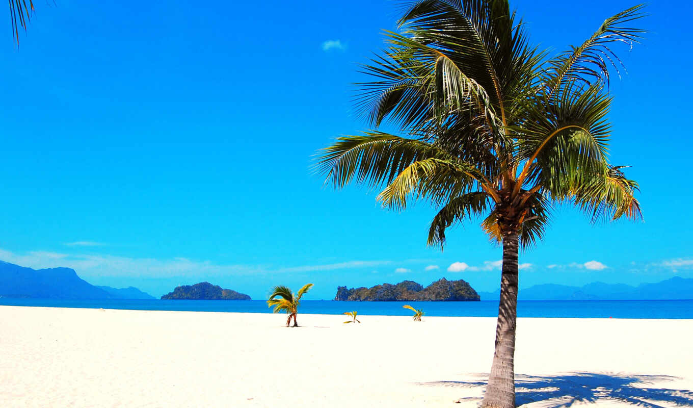 summer, beach, sea, quality, palm, tropic, langkavit