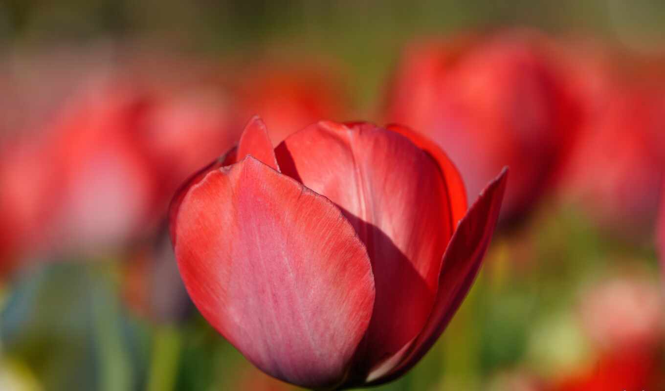 wild, tulip, sprenger