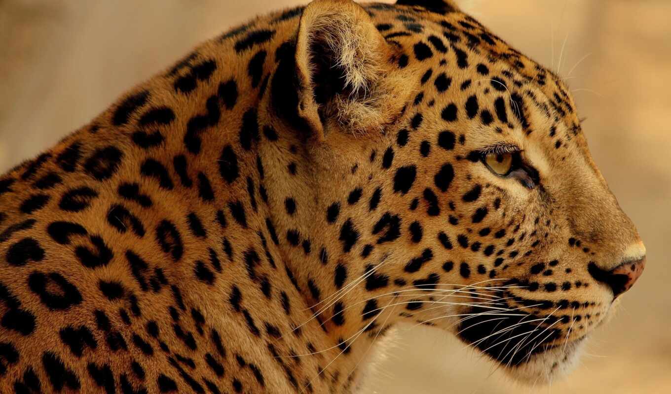 background, cat, big, see, leopard, human, screen, jaguar