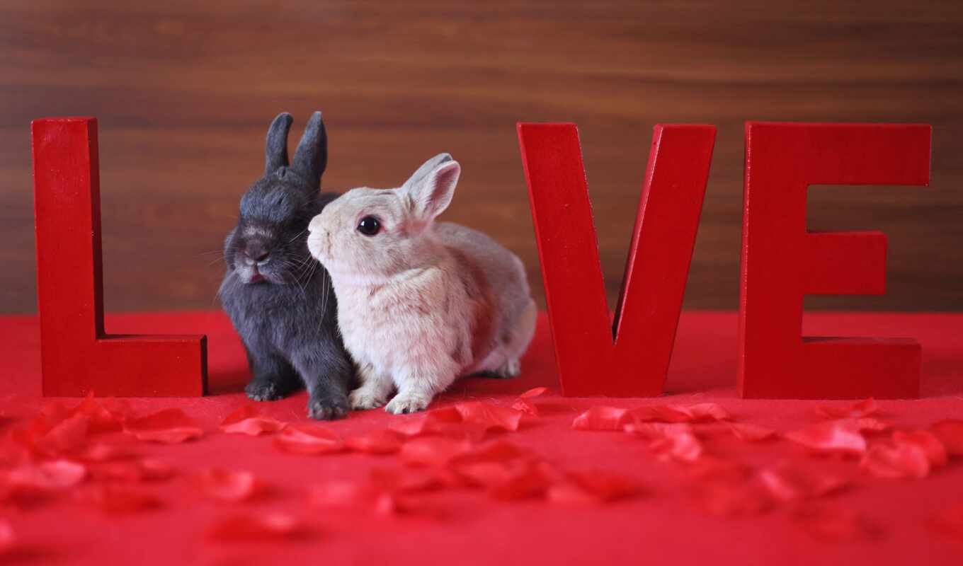 love, cute, breed, rabbit, decorative, conejito