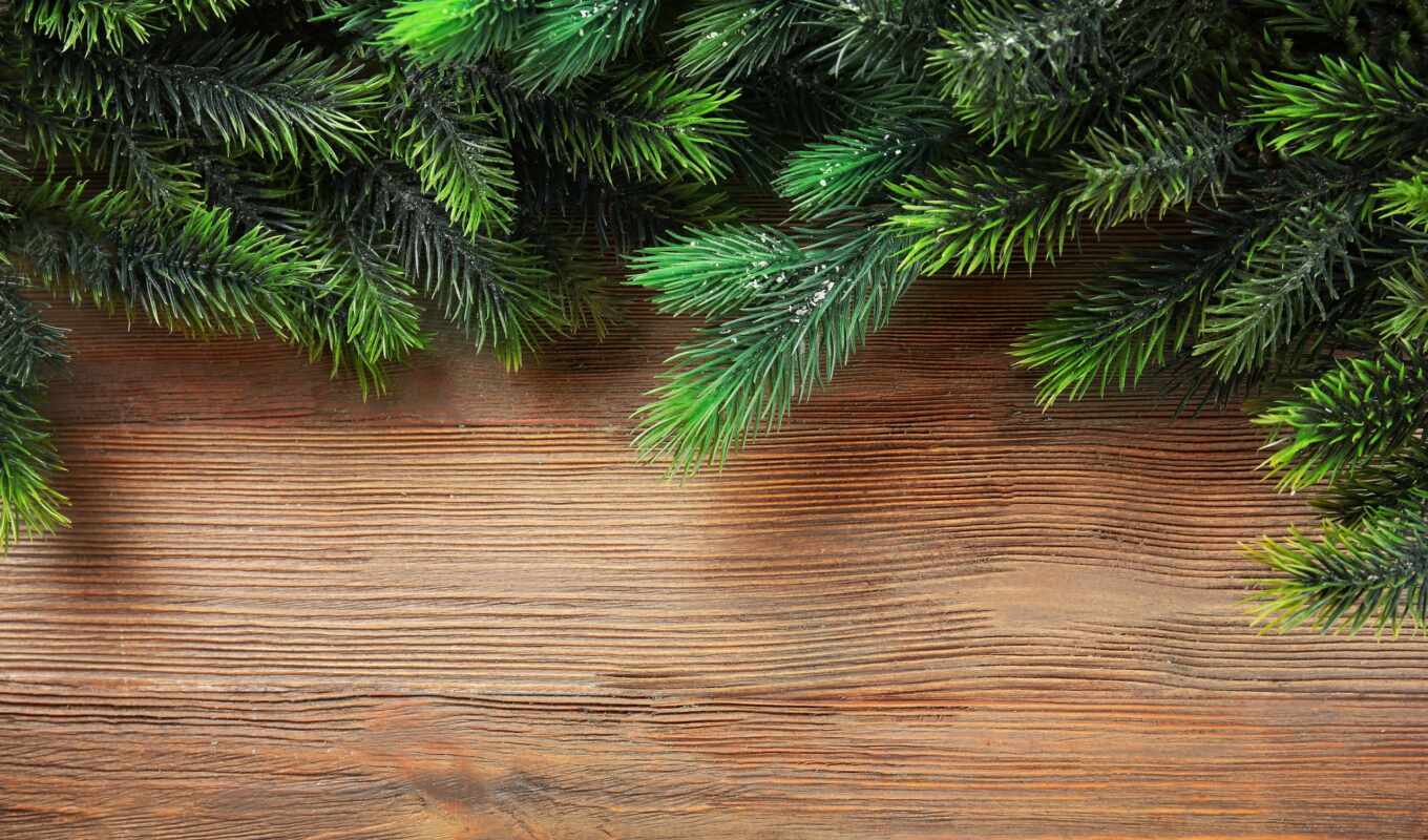 branch, pine, Christmas tree