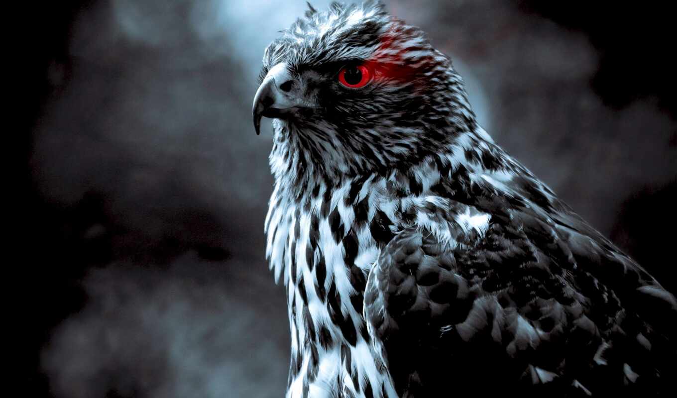 art, white, глаз, red, птица, орлан, animal, крыло, falcon, selective, prey