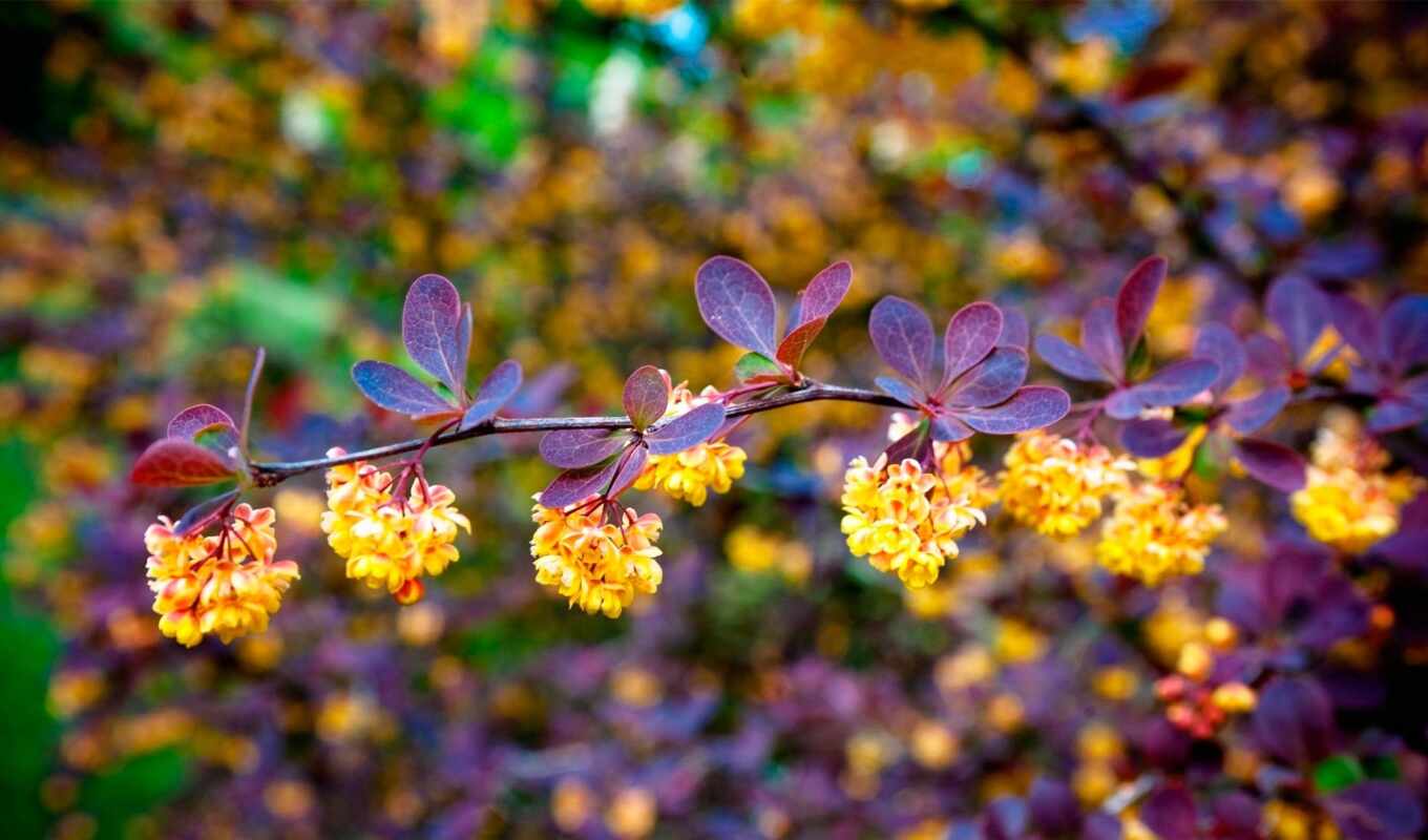 nature, flowers, yellow