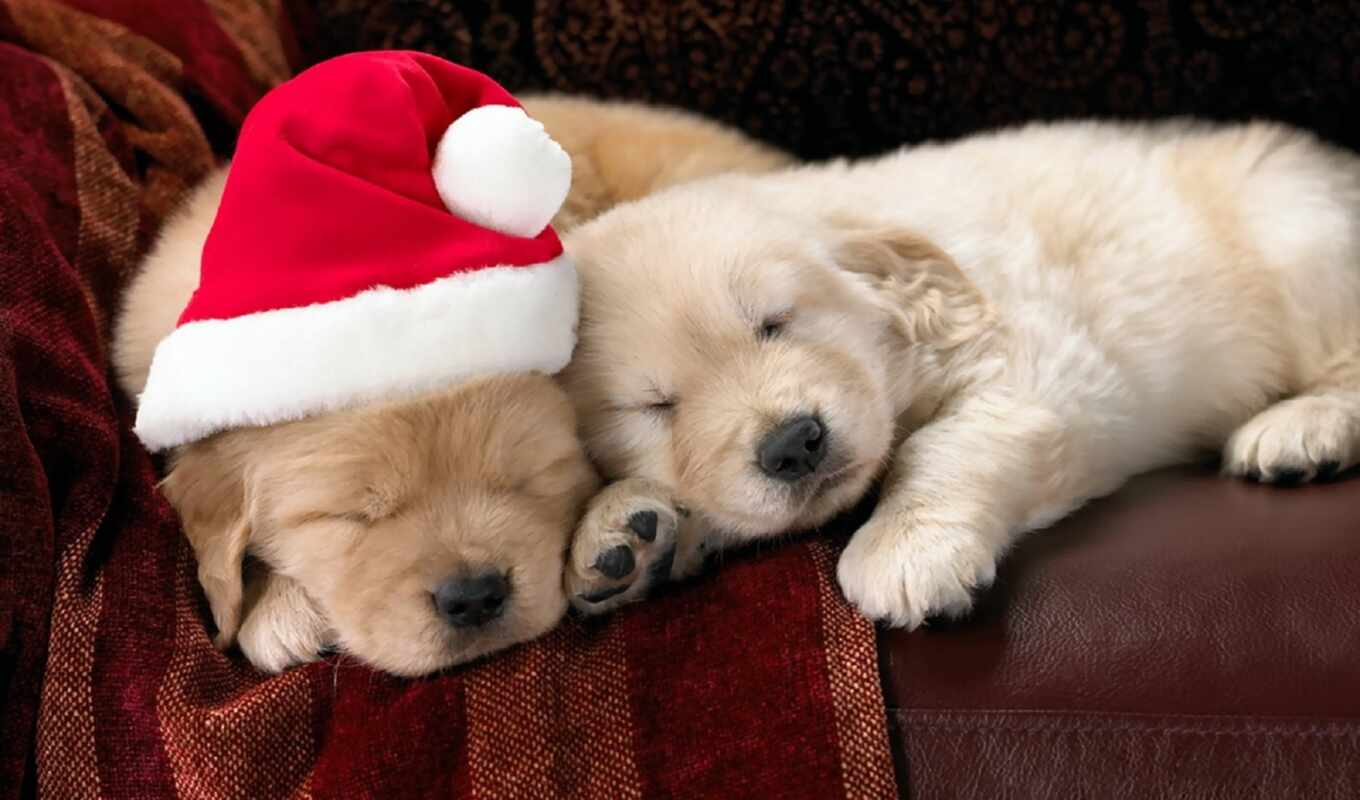 животные, cute, новогодние, christmas, золотистый, собаки, ретривер, щенки, santa, праздник, праздники, собачки, сон, новогодний, czapka, mikoaja, pies, щенки