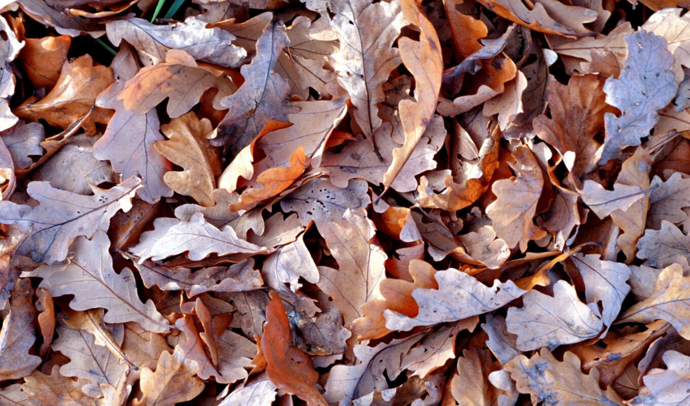 picture, brown, leaves, autumn, dry