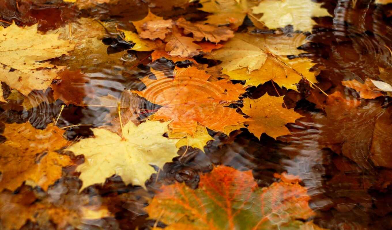 water, screensavers, autumn, puddles, leaves, chewing