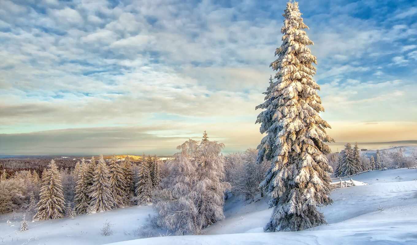 природа, небо, new, снег, winter, лес, landscape, eli, ёль, елка, зимой