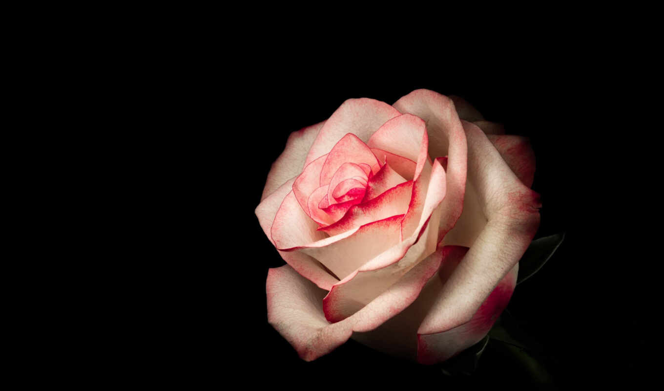 rose, white, background, black