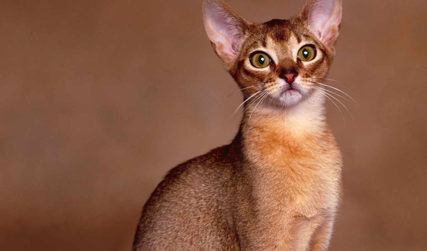 кот, abyssinian