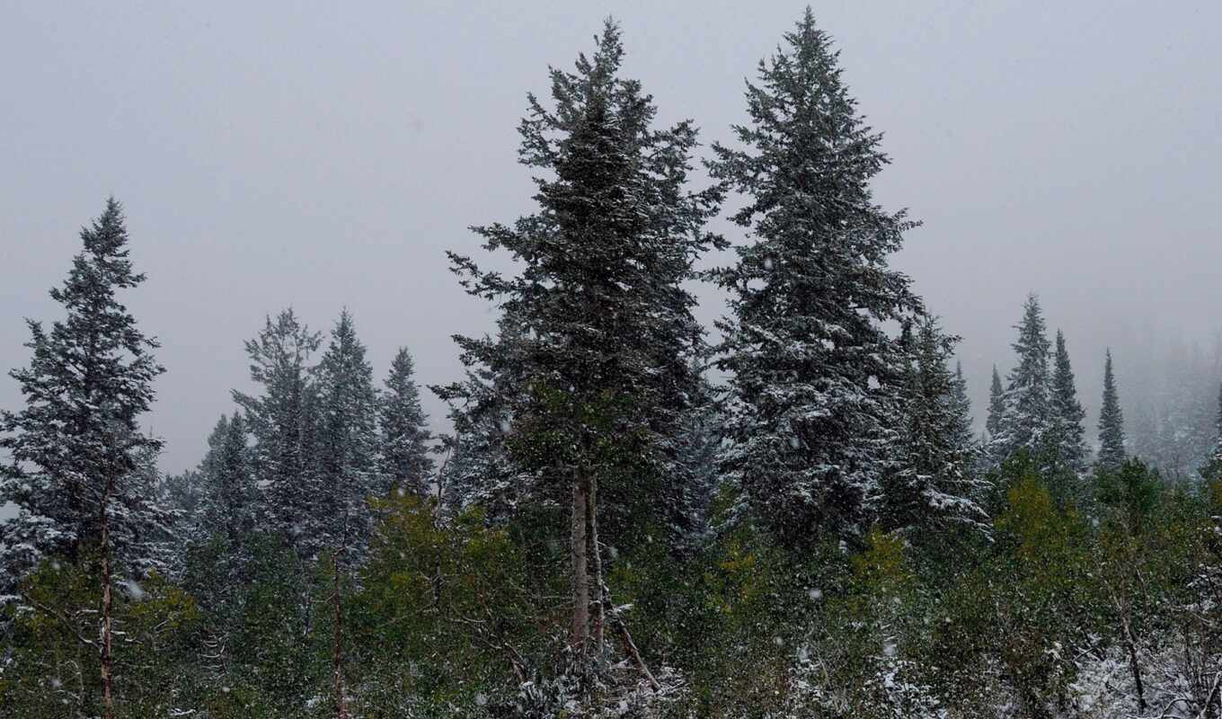 nature, beautiful, winter, pine trees