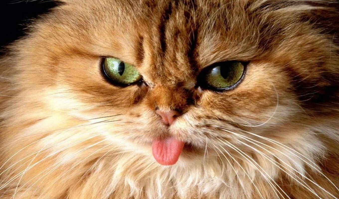 кот, когда, так, язык, кота