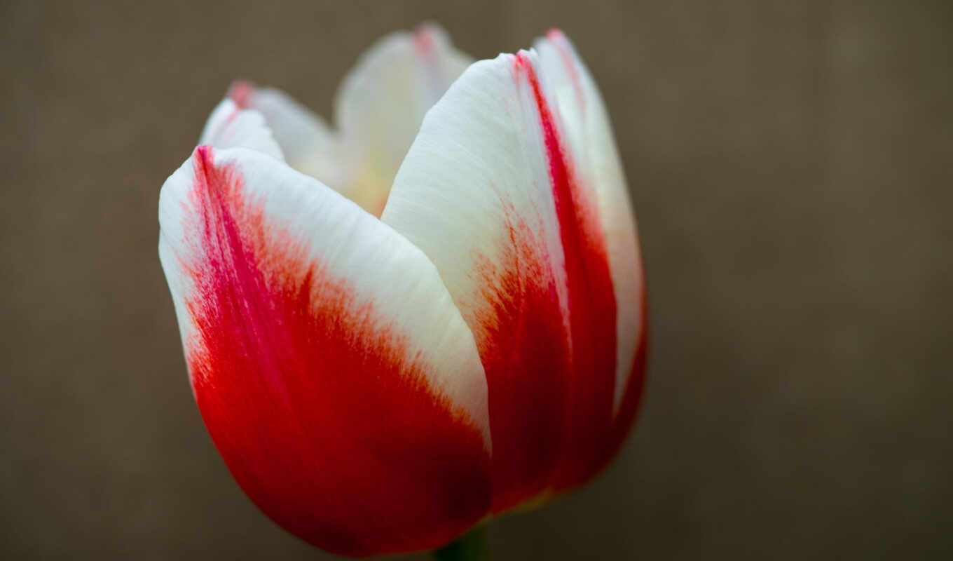 nature, flowers, white, red, flowers, tulip, petals