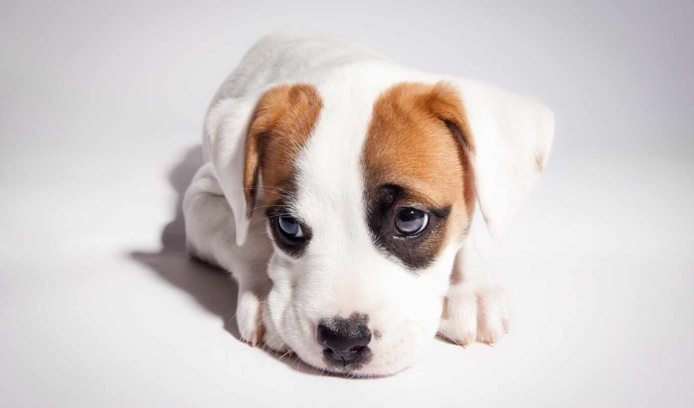 view, dog, mix, puppy, boxer, pit bull, pit bull