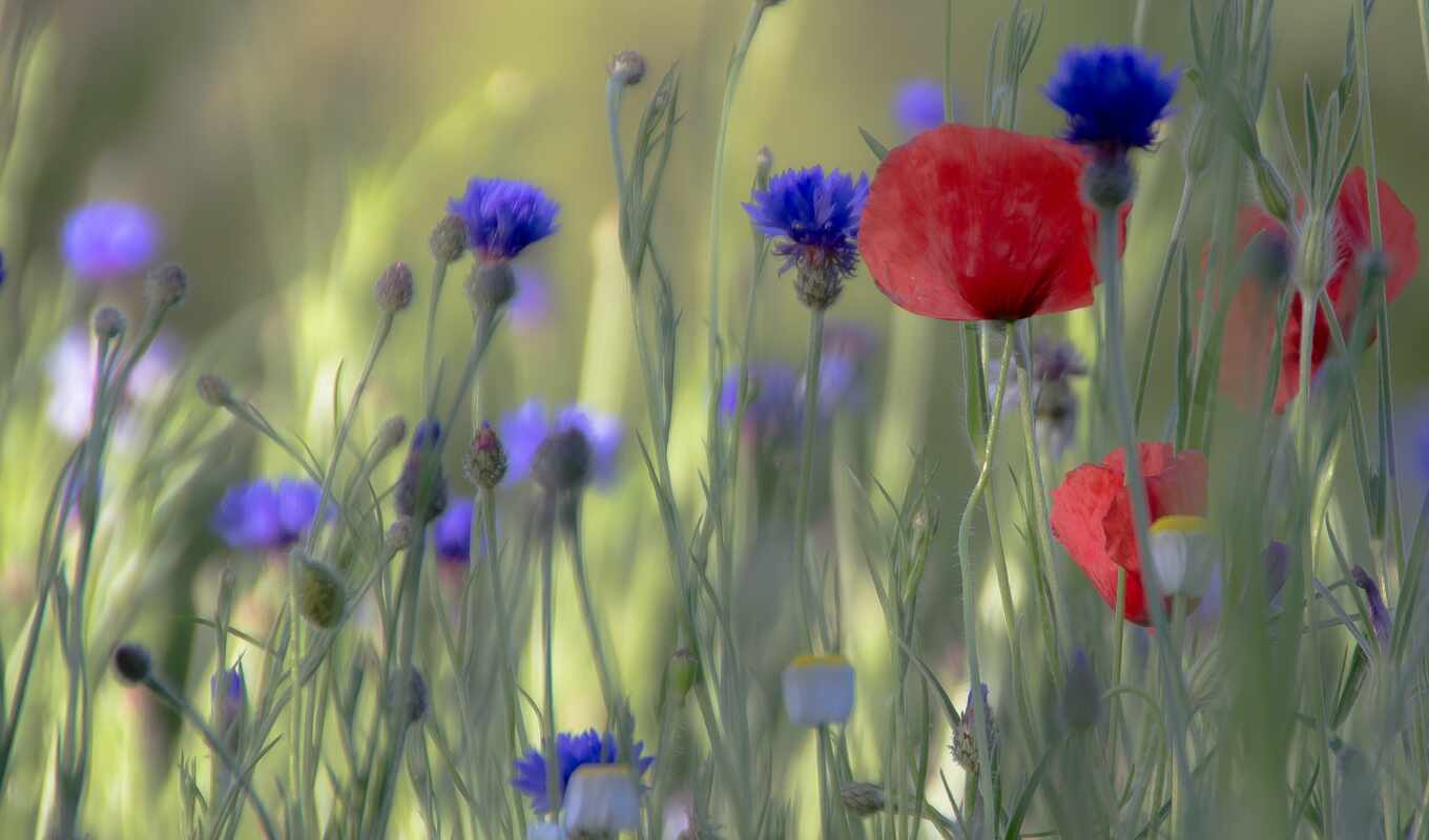 flowers, blue, red, poppies, meadow, poppy, you, papaver, rhoea, jaging