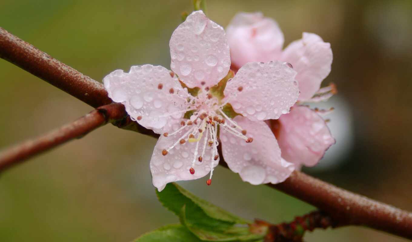 цветы, drop, розовый, branch, весна, лепесток, роса, makryi
