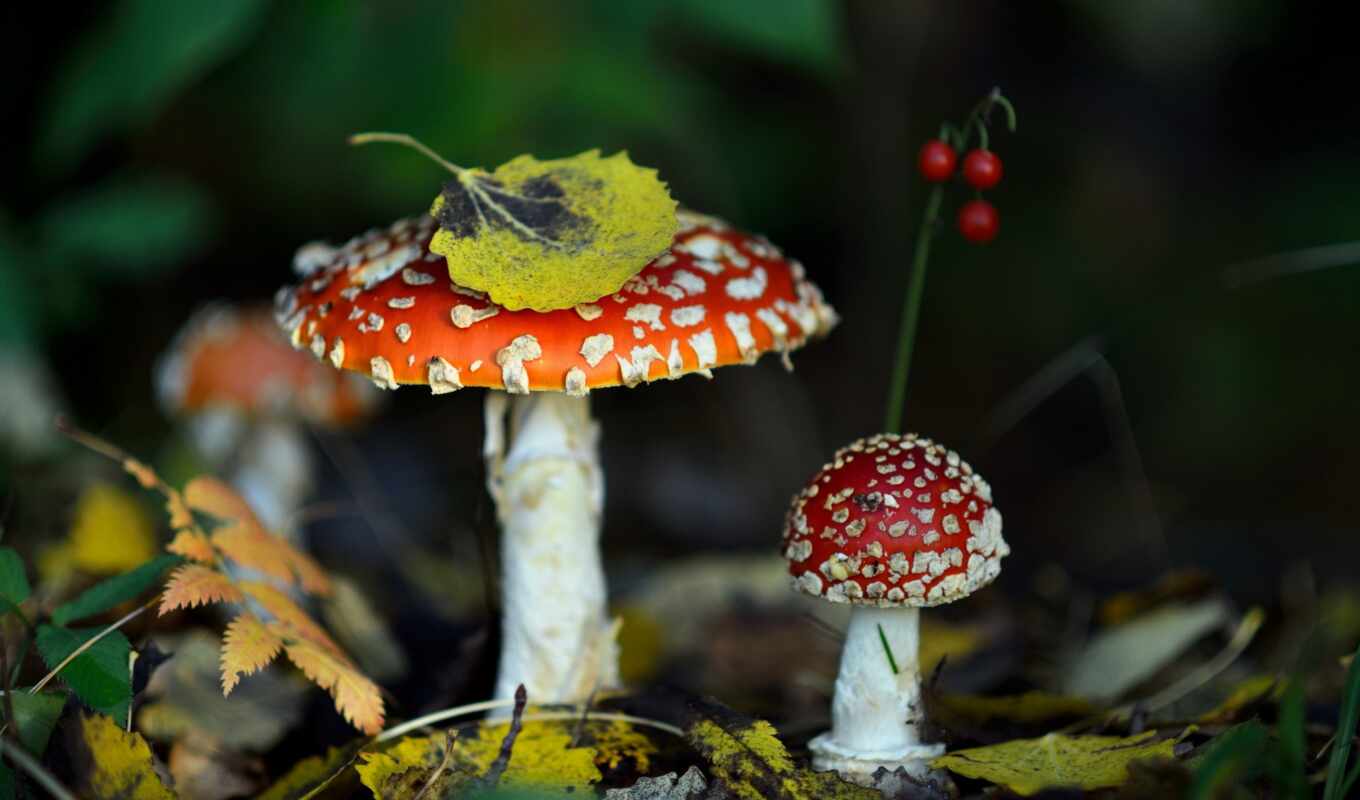 nature, forest, mushroom, fly agaric