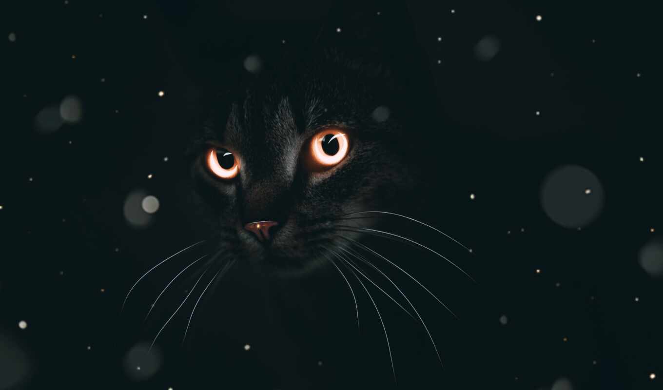 black, глаз, кот, dark