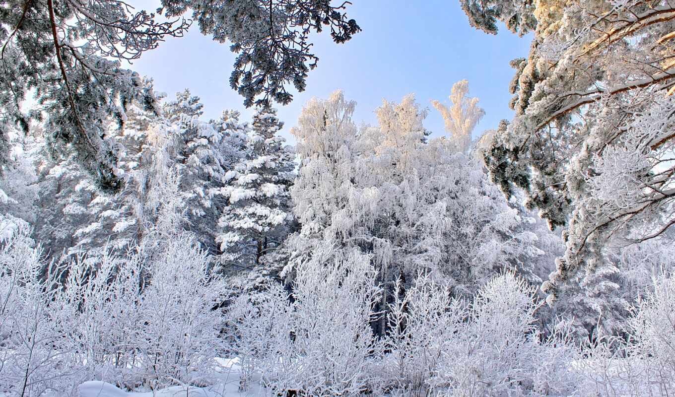 nature, tree, snow, winter, ukraine