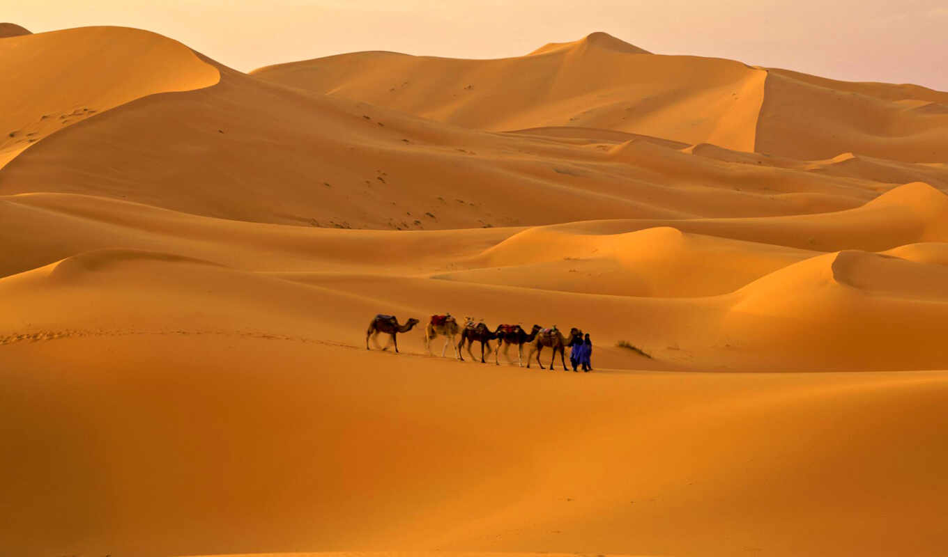 песок, пустыне, пустыня, пустыни, сахара, верблюды, караван