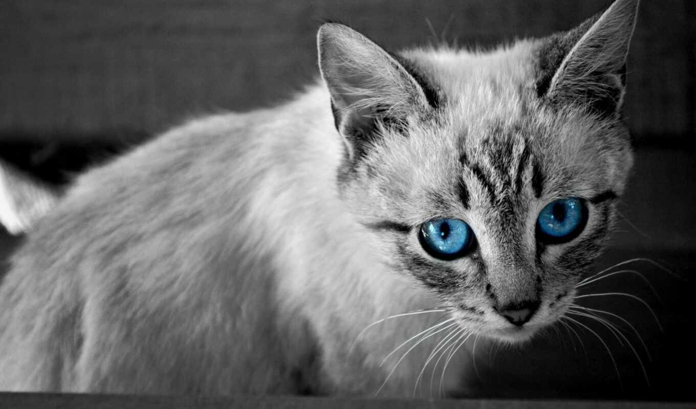 black, white, pictures, кот, mageia