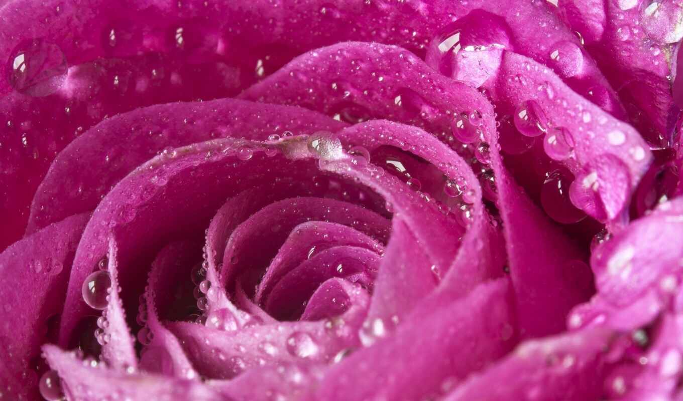 rose, macro, pink, drops, bokeh, macro, petals, pink, drop