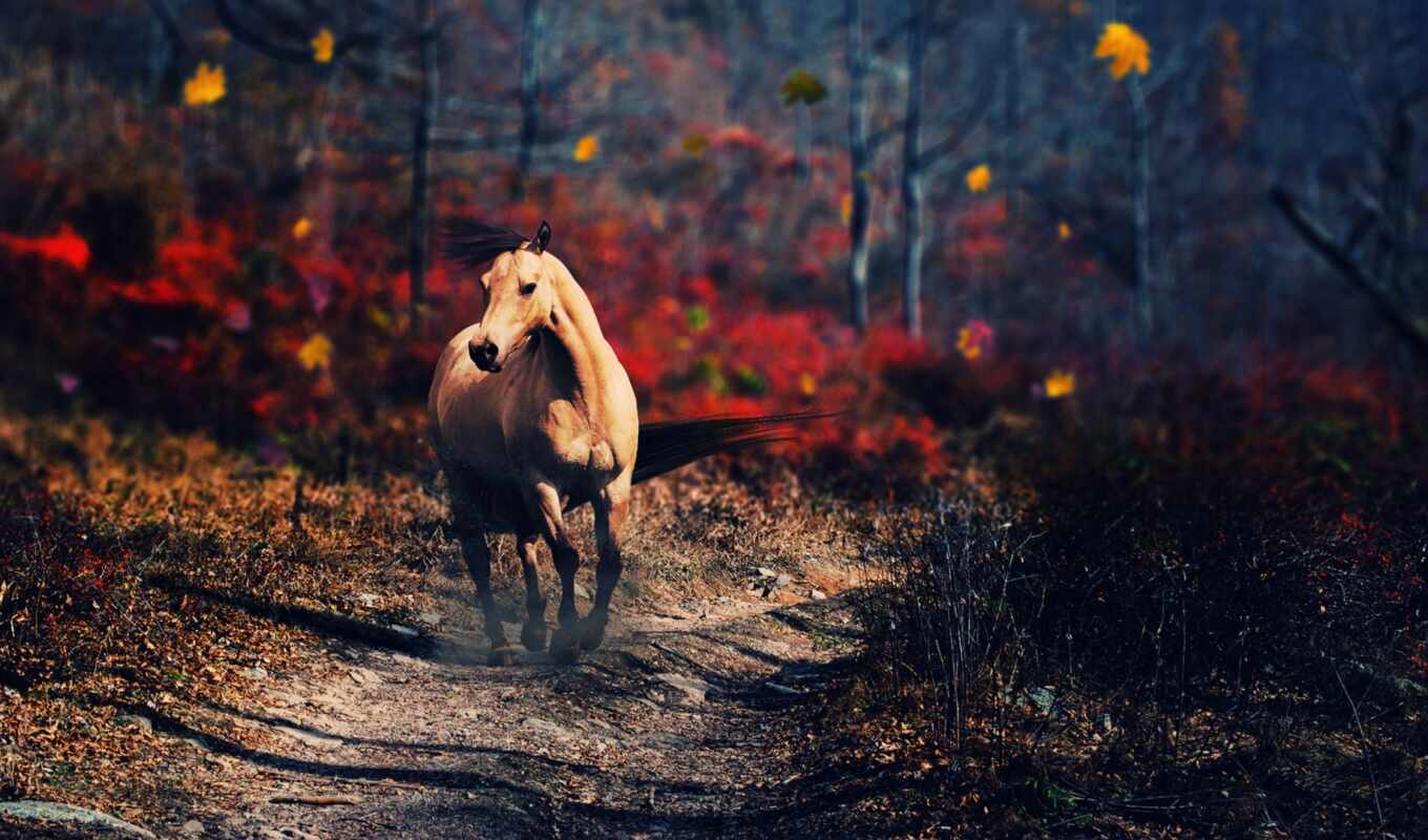best, лошадь, лес, дорога, осень, animal