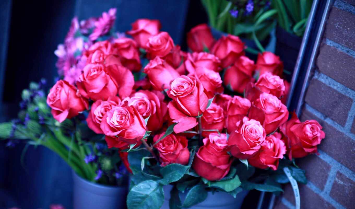 flowers, rose, big, pink, orchid, bouquet, vase, popular, cost, gerbera, shirokoformatnyi