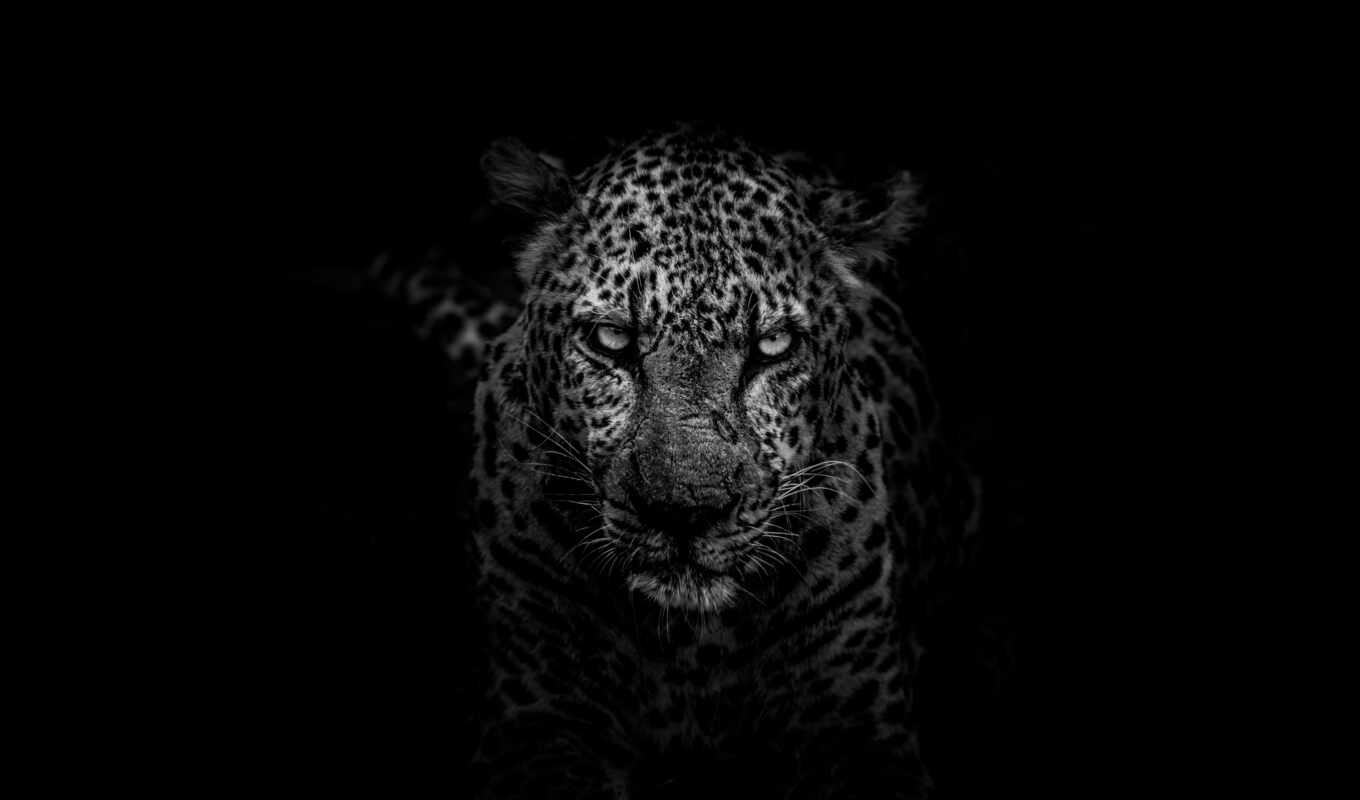 black, кот, биг, леопард, хищник, тигр, морда, animal, jaguar, feline