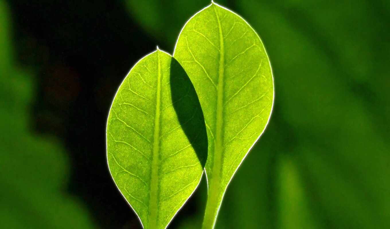 leaf, ion