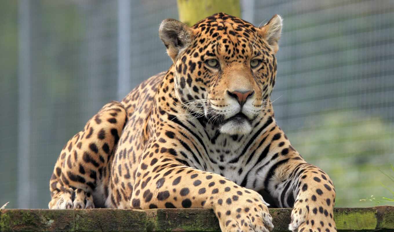 zoo, jaguar, grozny