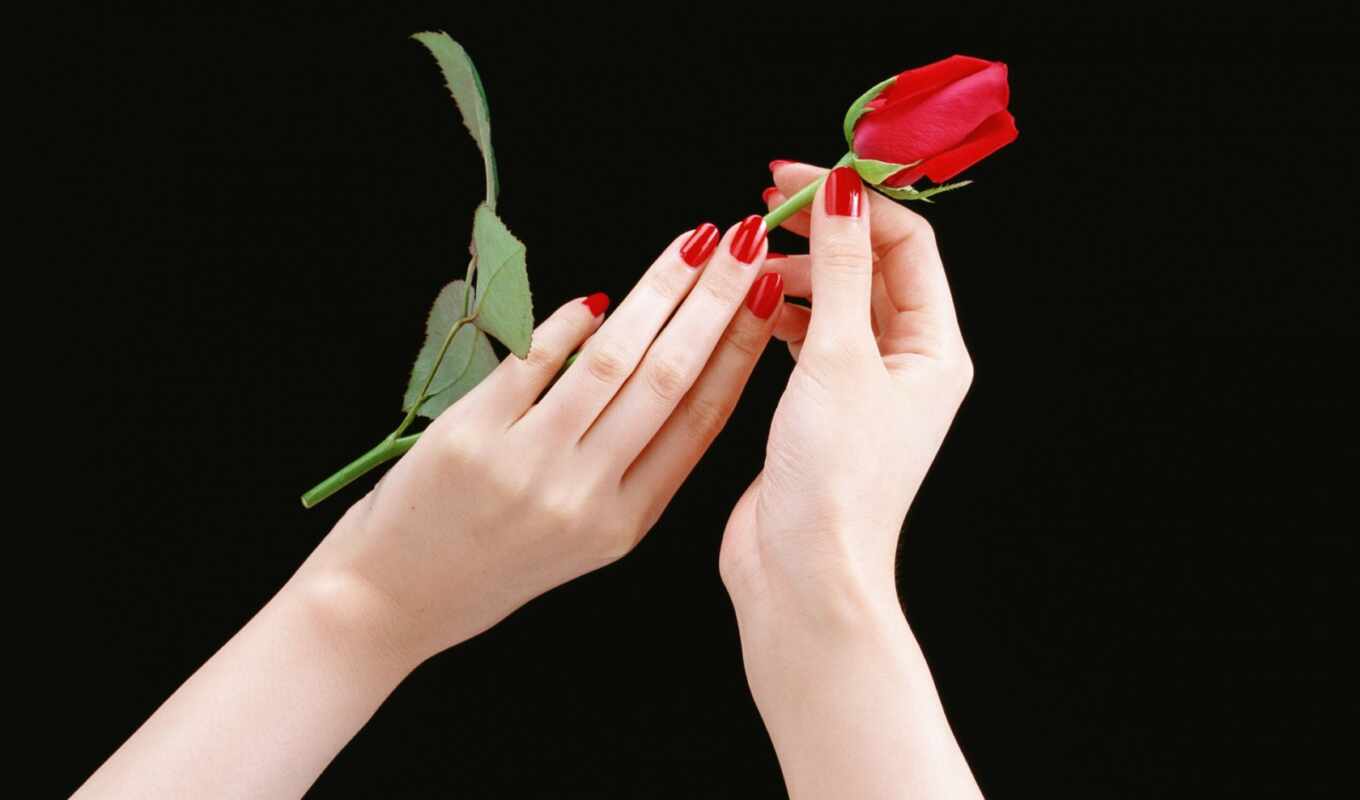 роза, рука, девушка, со, red, губы, hands