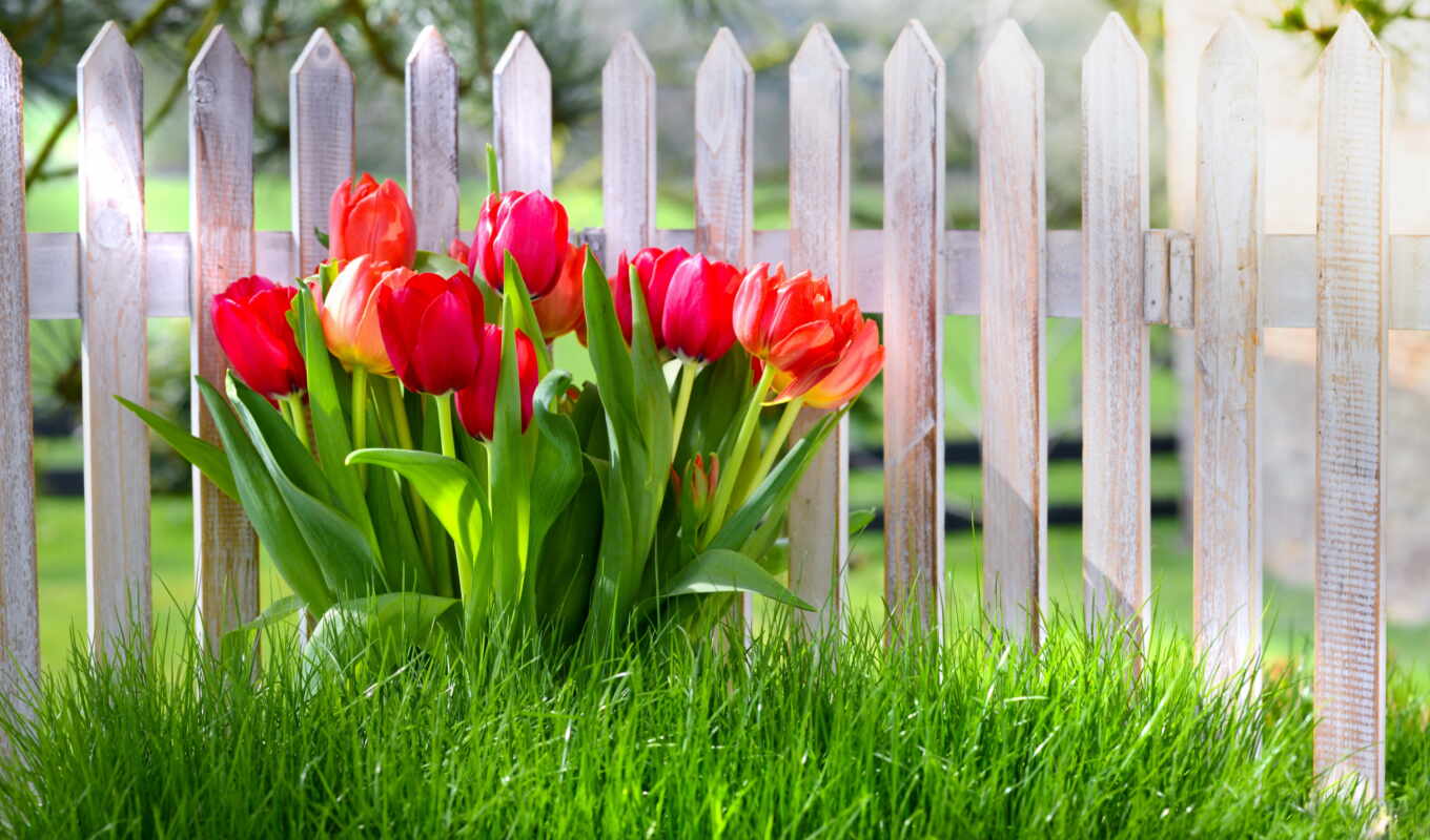 Red, grass, garden, tulips, spring, cvety, photo wallpapers
