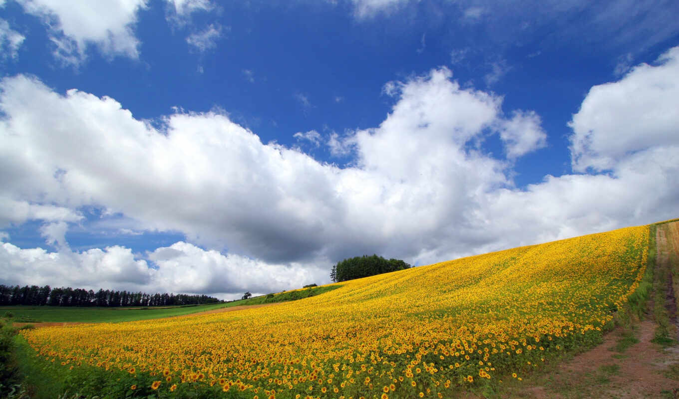 nature, sky, large format, beautiful, field, sunflowers