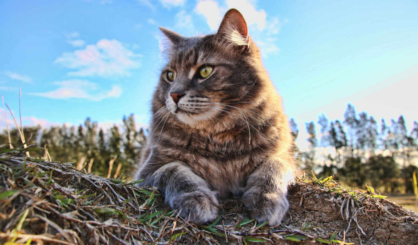 desktop, android, кот, animals, cats, hdr
