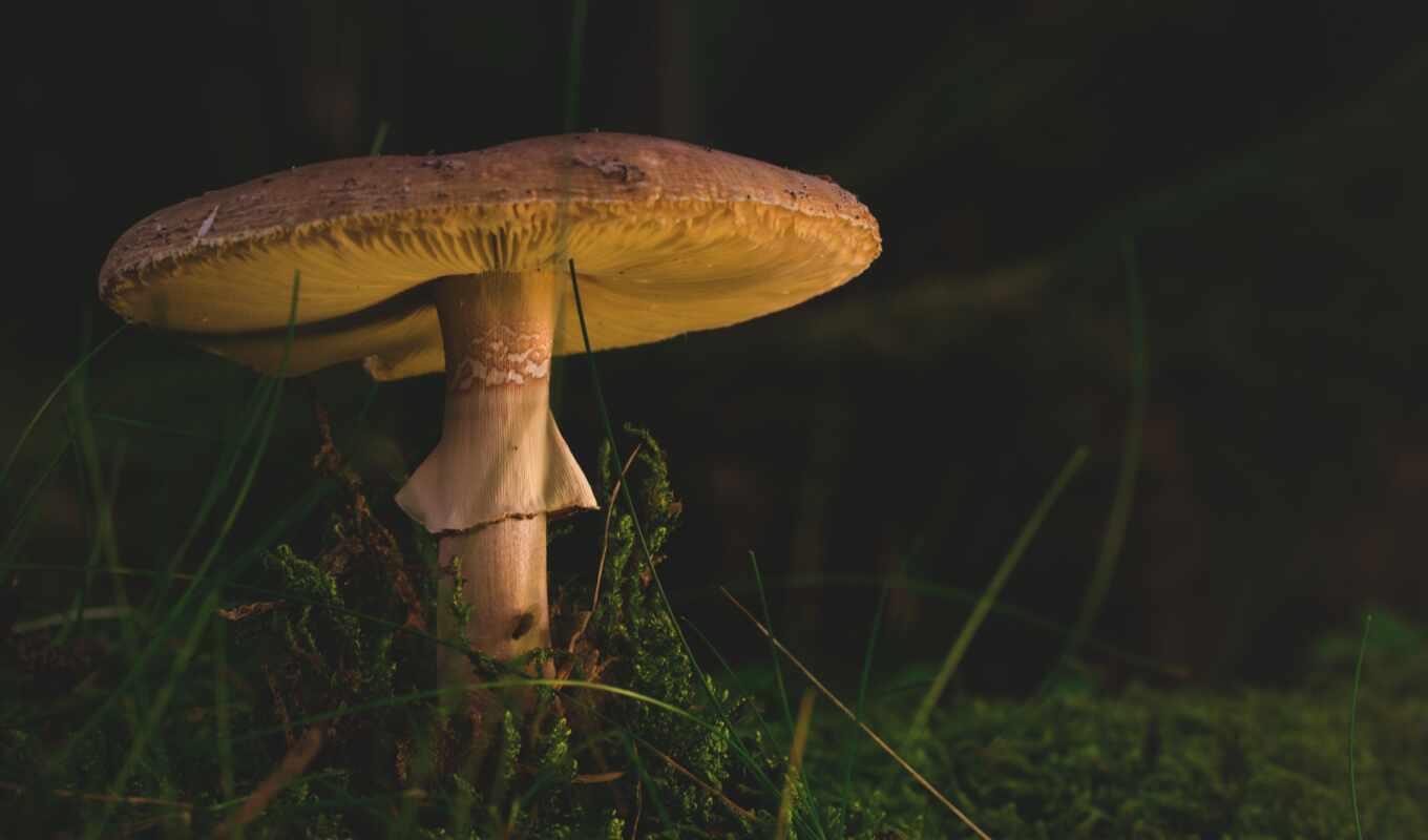 free, picture, grass, photos, images, stock, mushroom, fly agaric
