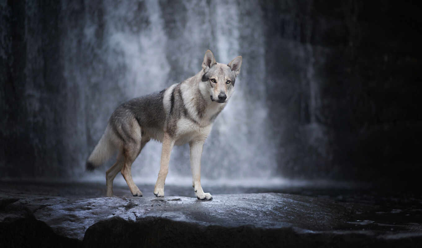 картинка, собака, хищник, animal, волк, водопад, качественные, хаска, волчий