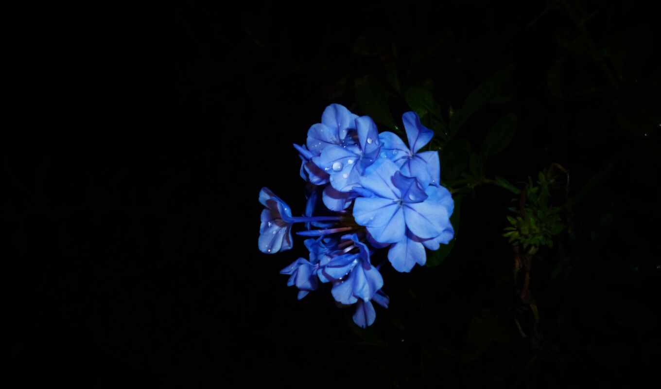 black, цветы, blue, гортензия, makryi
