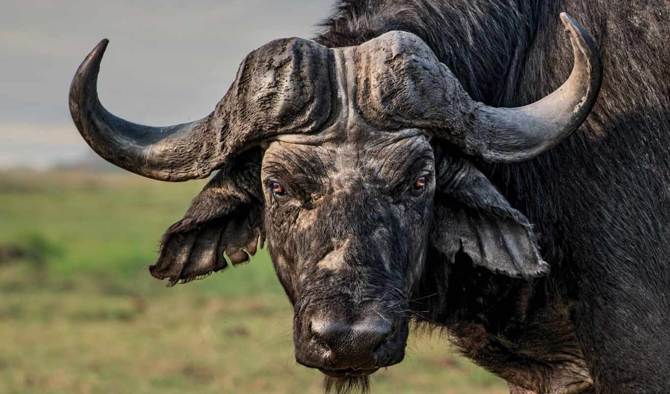 view, horned, bull
