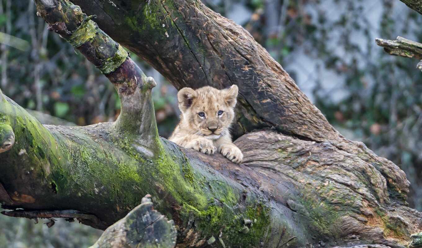 lion, cute, the cub, baby