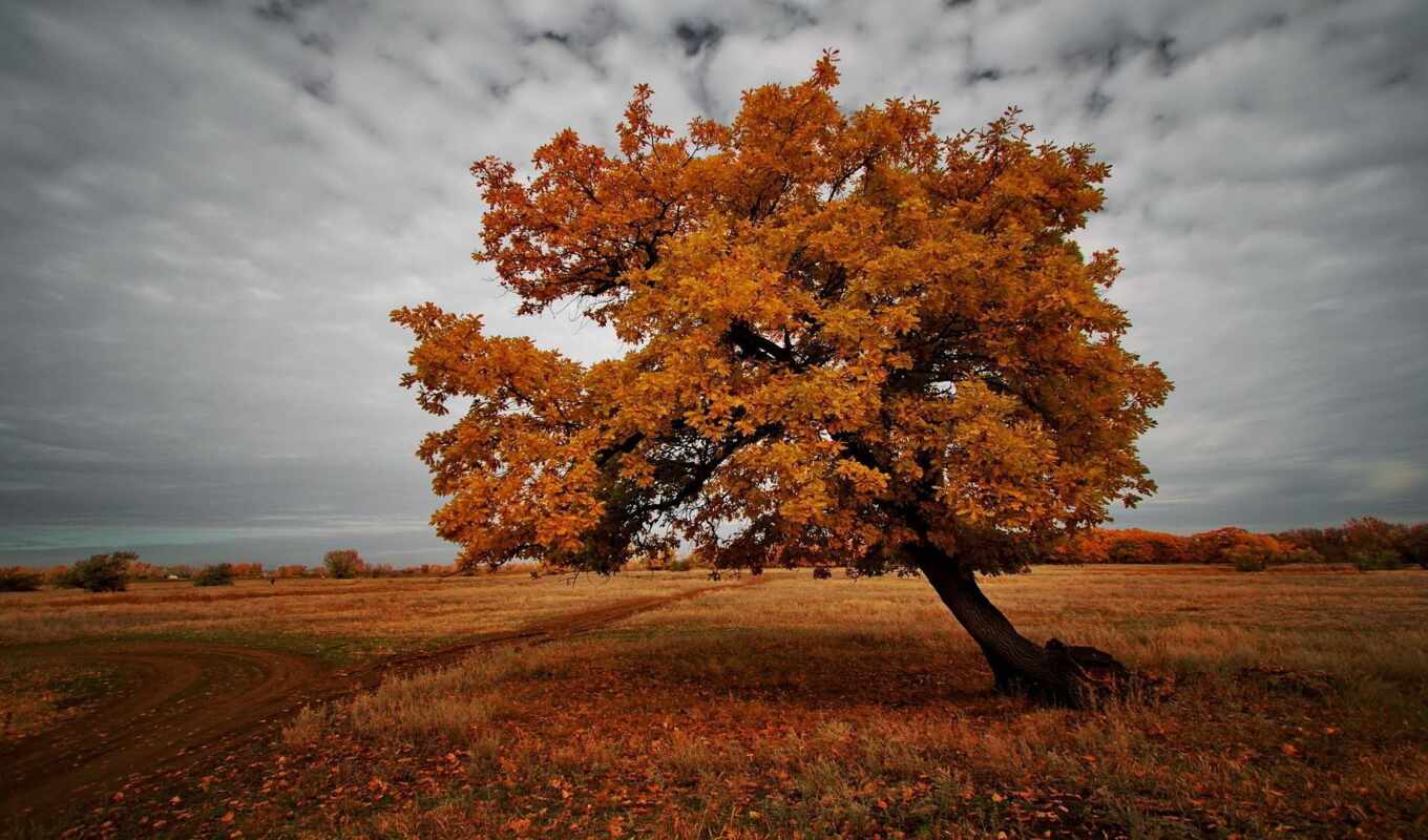 дерево, осень, дуб, oir, stokdubyi