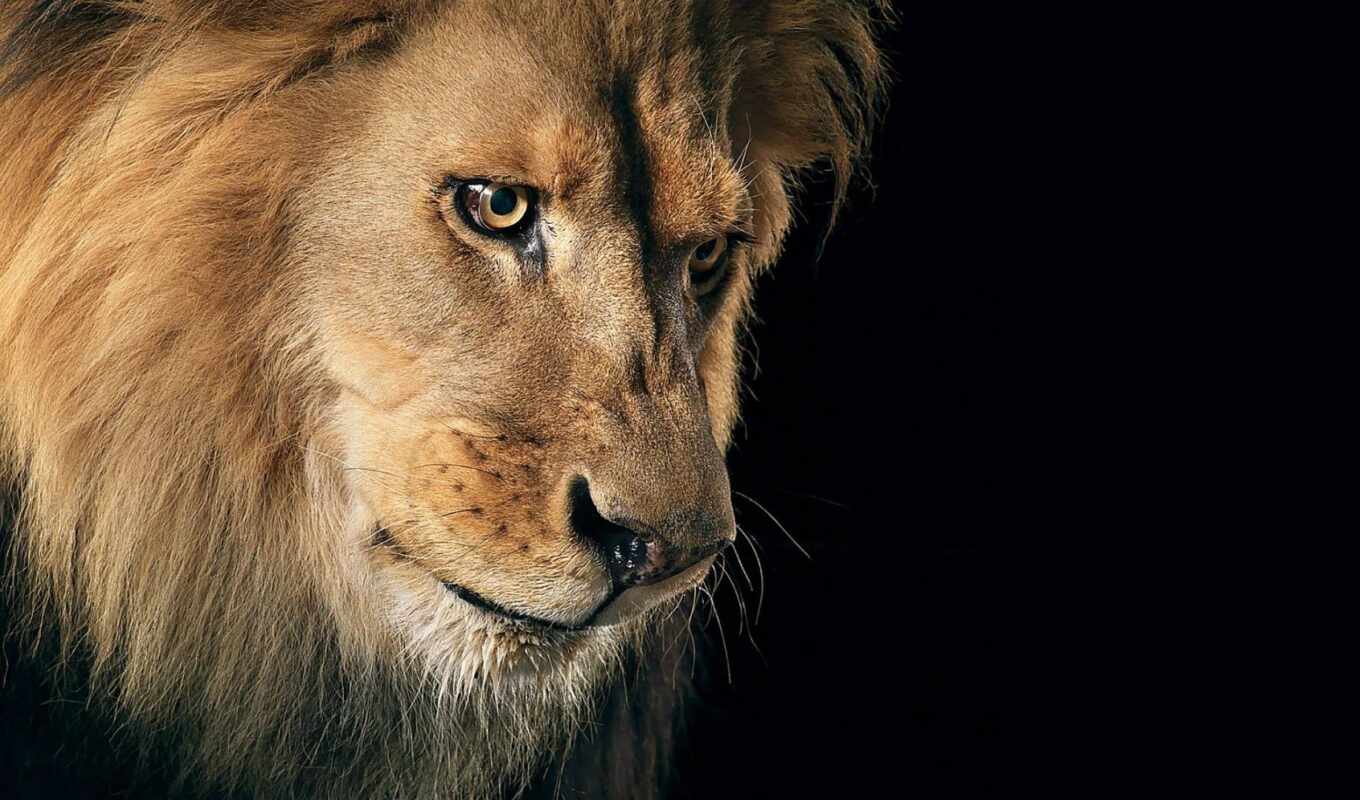 lion, eyes, cat, predator, animal, mane, king, mrwallpaper