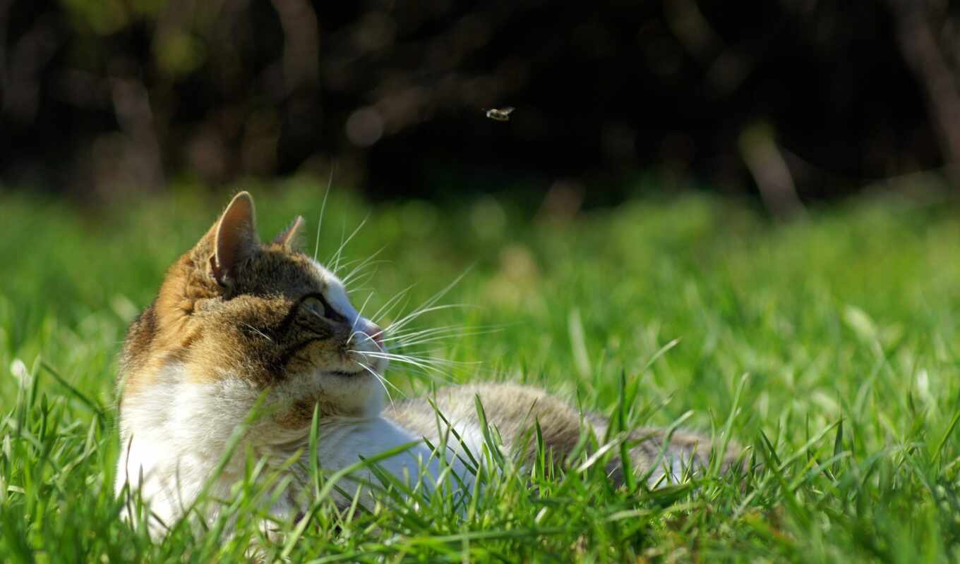 трава, кот, отдых, весна, ус, зеленое, движение, fly, hunting, zhivotnye